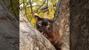 Кот Caesar Galius Iulius JasperRU