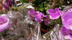 Новые орхидеи в Бауцентре/09.06.25/