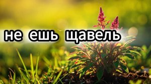Никогда не ешь щавель, пока не узнаешь это! 😱
