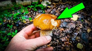 Столько ГРИБОВ я еще не видел. ГРИБНАЯ УДАЧА!