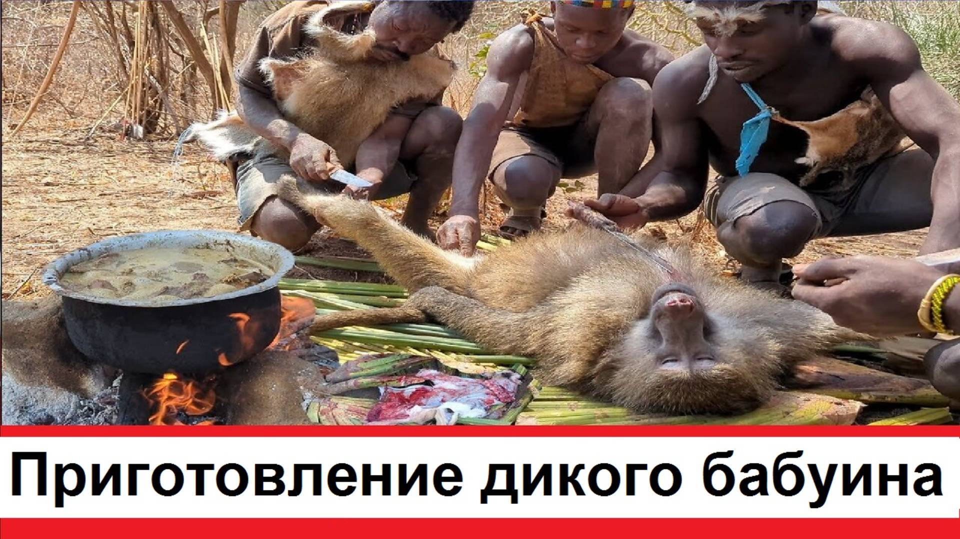 Приготовление дикого бабуина