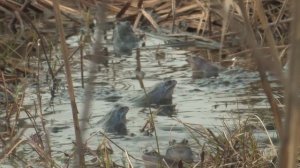 Весна поет @заповедник "Малая Сосьва", Вахитов Л.А.,2025