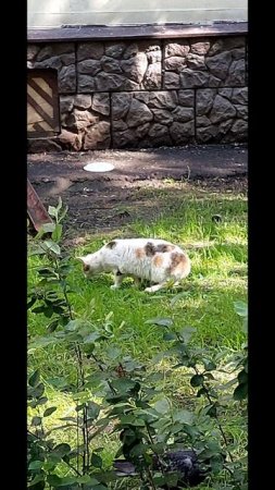 из жизни кошек