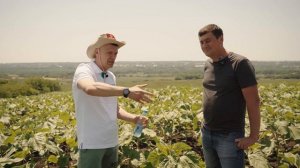 Семена подсолнечника, как сделать правильный выбор? Советы эксперта.
