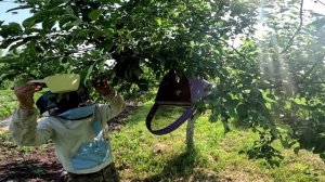 Два роя в одну роевню.