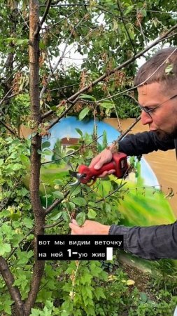 Как сделать летнюю санитарную обрезку