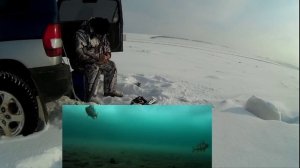 Чёртова дюжина. Ловил под торосом на глубине 2 метра.