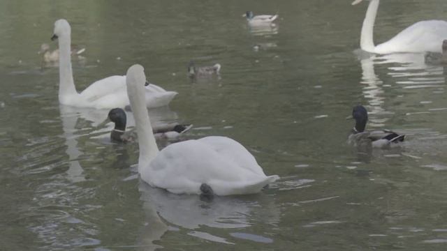 Съёмка в F-Log2 на Fujifilm X-T5 смотреть онлайн