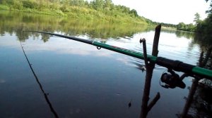 Медведица Михайловка 080625г
