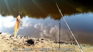 ЭХ  ХВОСТ .. ЧЕШУЯ .. НА ДЕСНЕ
