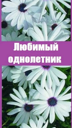 Остеоспермум - мой любимый однолетник!