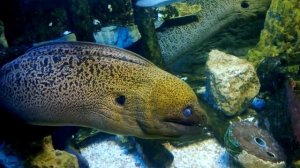 Мурена в океанариуме UnderWater World, Гуам