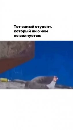 Спокойствие, только спокойствие