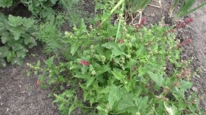 Поспевает шпинат земляничный