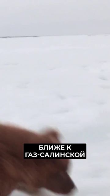 📍На Ямале продолжается массовый отёл оленей