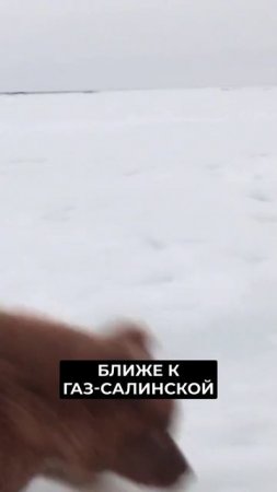 📍На Ямале продолжается массовый отёл оленей