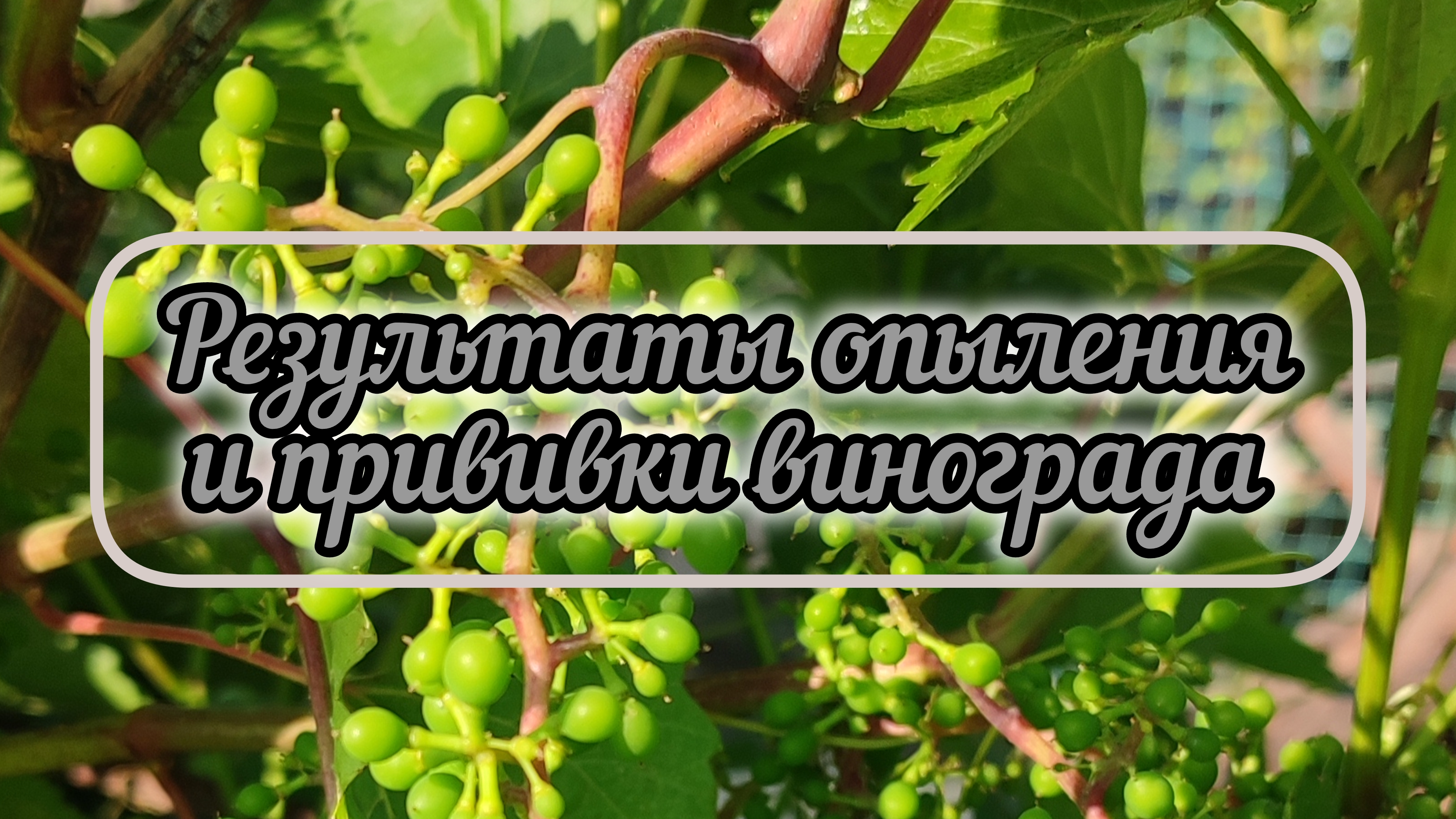 Результаты опыления и прививки винограда. Монарх опять разочаровал