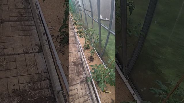 Теплица для ленивых