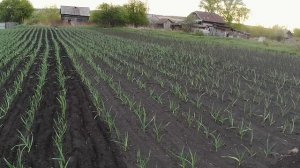 Первая междурядная обработка чеснока мототяпкой.