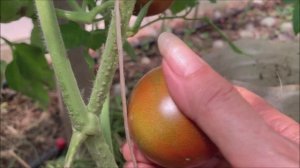 Первые томаты! 10 июня 2025.