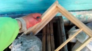 Обычные осы в обычном ноябрьском анабиозе.