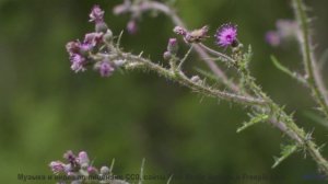 Пейзажи раскрываются вместе с каждой новой мелодией - Over Time -- Kirk Osamayo -- Season Two (PURPL