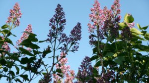 Красивая песня.   Исполнитель  Lx24 - Цветёт сирень...