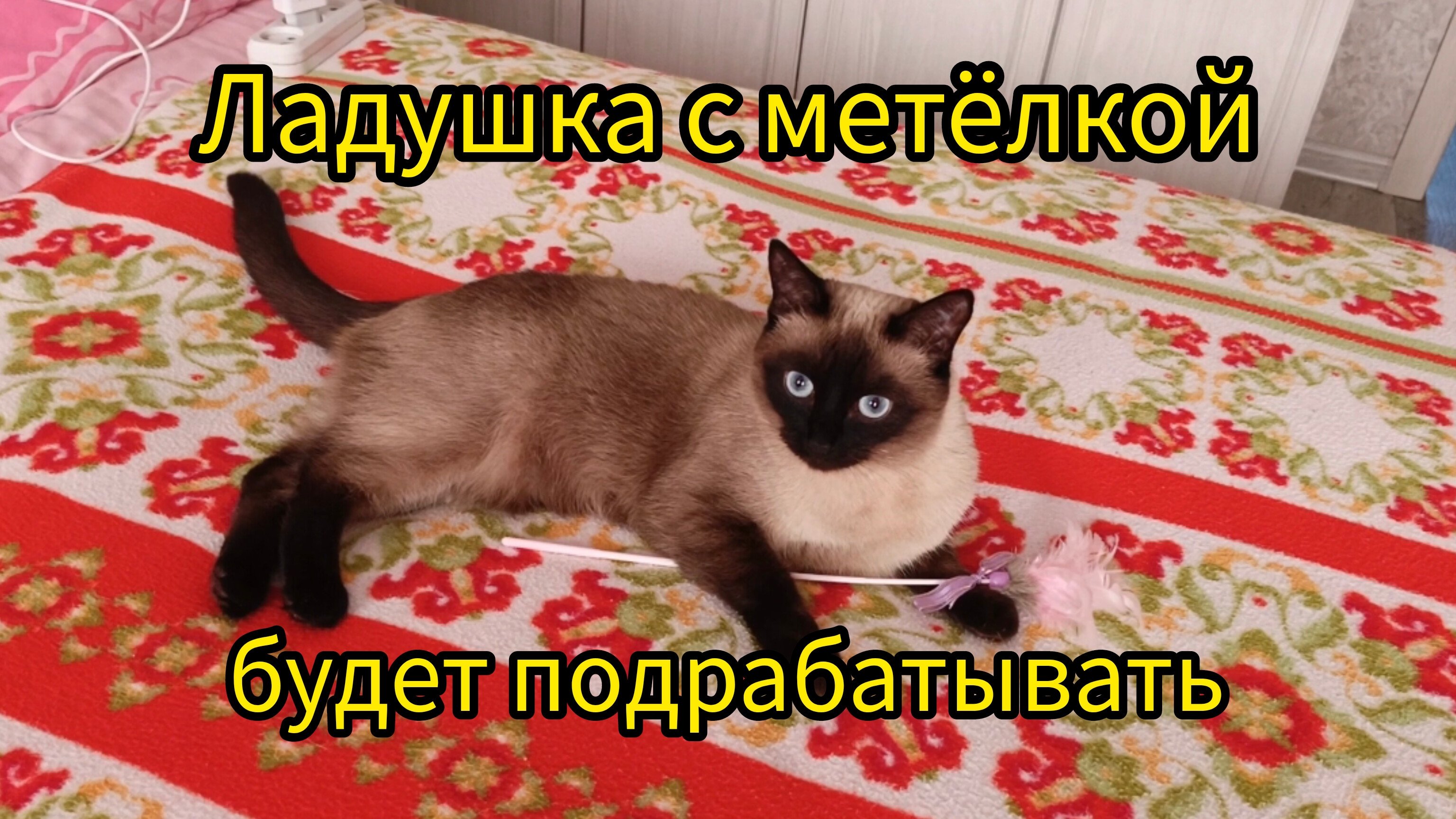 Кошка🐱Ладушка с😂метёлкой‼️ #смешныекоты #котики #симпатичная кошечка #прикольные котики