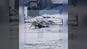 🆘Секунды до трагедии: как случайный прохожий спас ребёнка от разъярённого пса