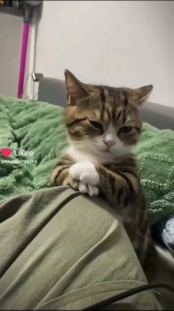 котэ́ рулят 😺 видео не моё