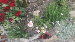 Честно о розах для Крыма. Часть первая