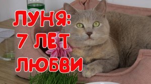 МОЕЙ ЛЮБИМОЙ КОШКЕ,МОЕМУ ДРУГУ,СОАВТОРУ, ЛУНЕ ИСПОЛНИЛОСЬ 7 ЛЕТ.