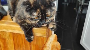 Кофе-брейк с любимушами☕😸🥐