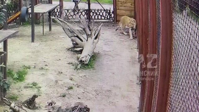 Прогулка с посетителями зоопарка  (Весело живем)