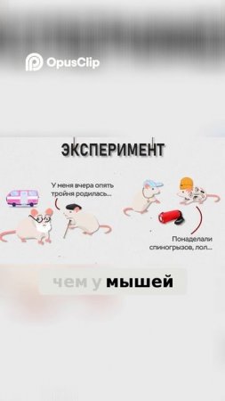 Либидо на пике: что сделали с мышами и при чём тут голодание? 🔬