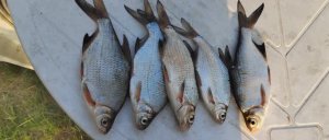 Донная снасть. Рыбалка на донку🎣