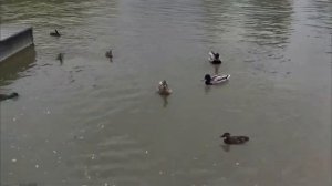 Утята так быстро растут Гагаринский парк #Симферополь #Крым