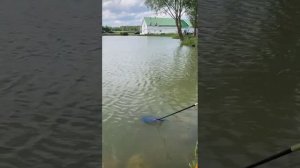 Очередной Сом