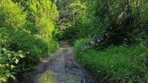 МОЛИТВА В ЛЕСУ / ДУХОВНЫЙ МИР РЕАЛЕН