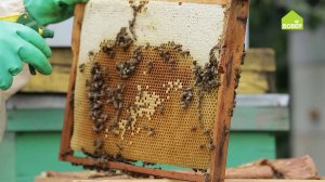 ПЧЕЛОВОДСТВО. Народное средство для лечения мешотчатого расплода