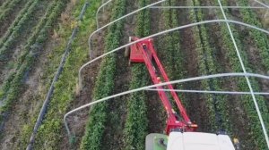 Обрезчик листьев и усов для клубники