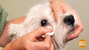 Как промыть глаза собаке. Доброе утро. Фрагмент выпуска от 10.06.2025