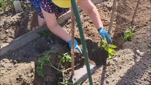 МАЙСКОЕ ВИДЕО.САЖАЕМ ПОМИДОРЫ ЛЁЖА