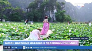 Сезон цветения лотосов в провинции Ниньбинь