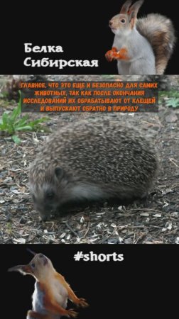 Ежи вносят свой вклад в изучение клещей