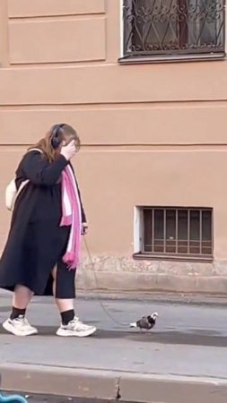 Выгуливаю голубя