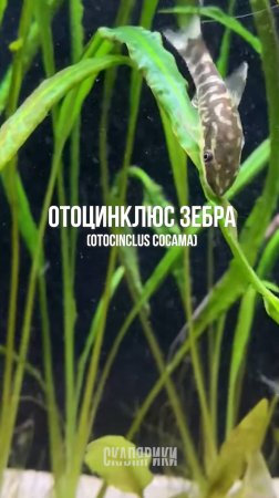 Отоцинклюс зебра