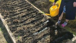 ВЫРАСТИТЬ МОРКОВЬ ПРОСТО. Грядку не перекапываем. Сохраняем влагу. Защищаем от морковной мухи.