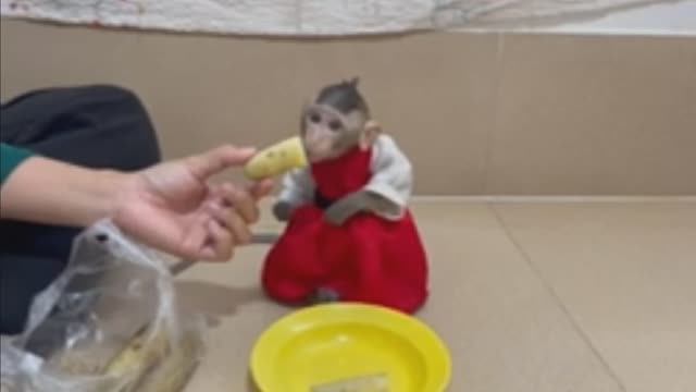 Обезьянка ЛАПОНЬКА нарядная впервые ест жареные бананы Сначала не хочет Понравилось Красотке