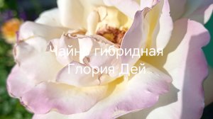 Луна. Ягоды Годжи.